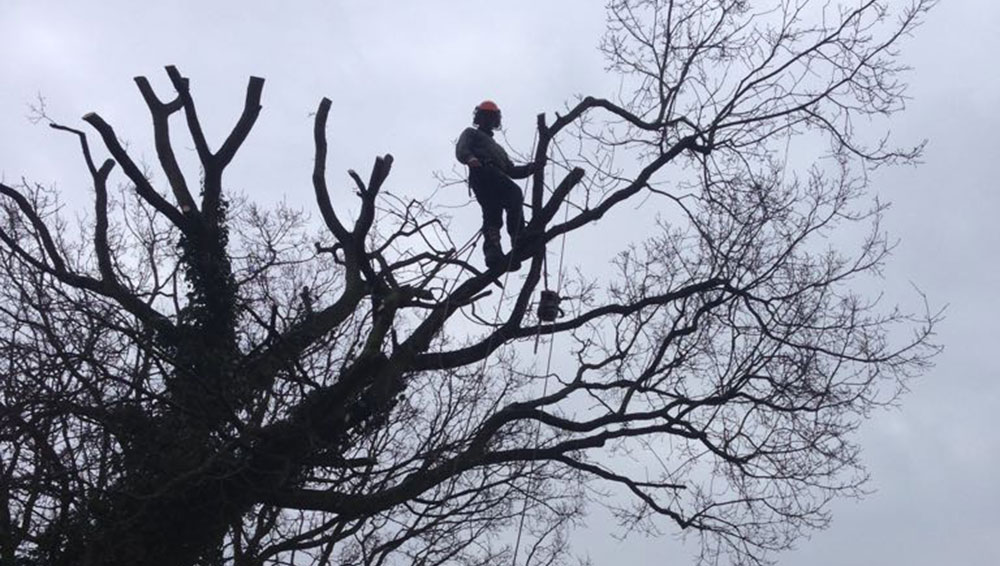 Image of Tree Surgeon up in a tree